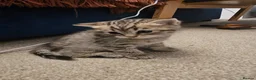 British Shorthair cats for sale: ✨️✨️Tabby British Shorthair kitten✨️✨️ - Advert 7