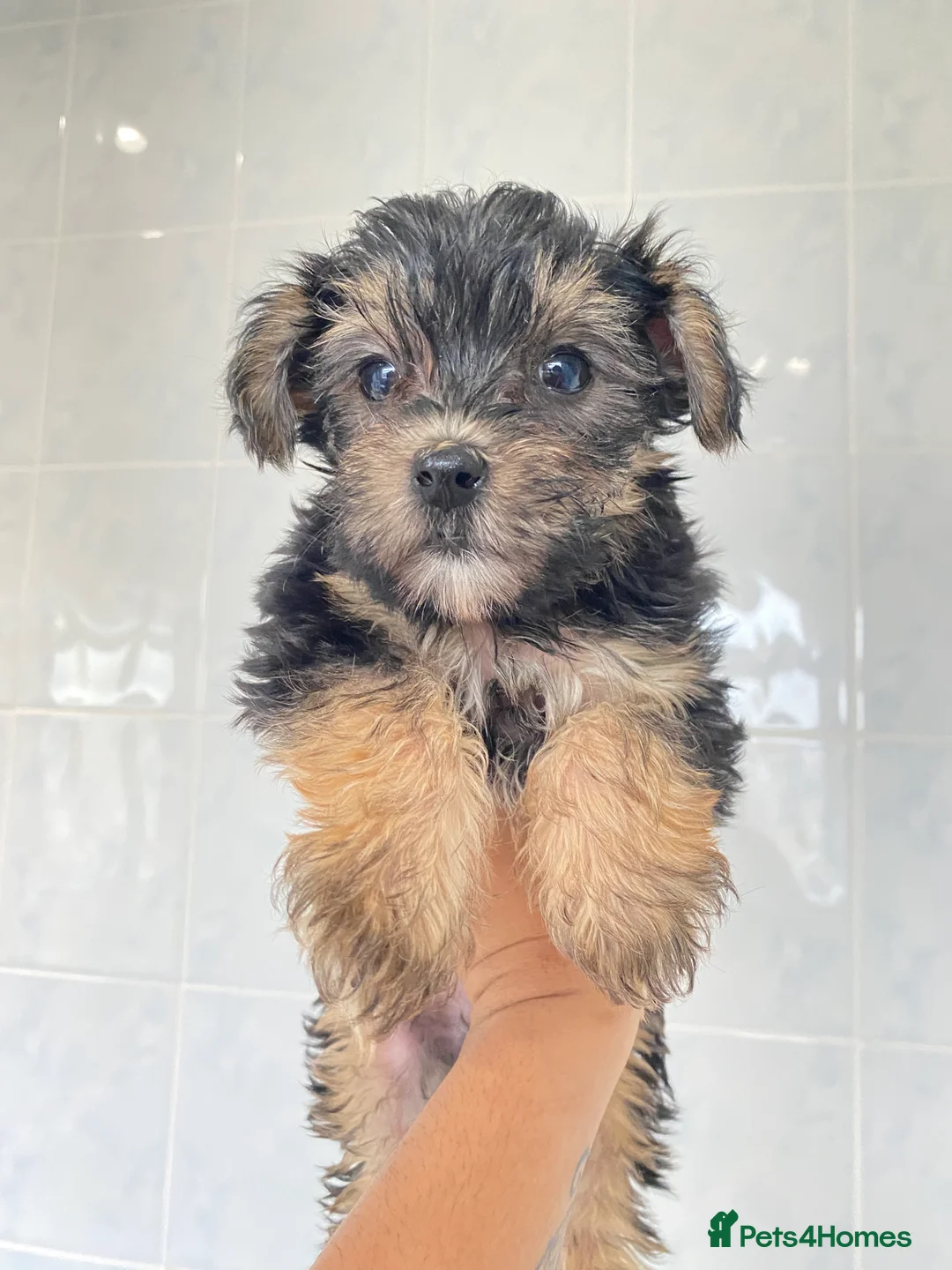 Chinese Crested dogs for sale: 💙💖Stunning Chinese crested ready now💖💙 - Advert 16