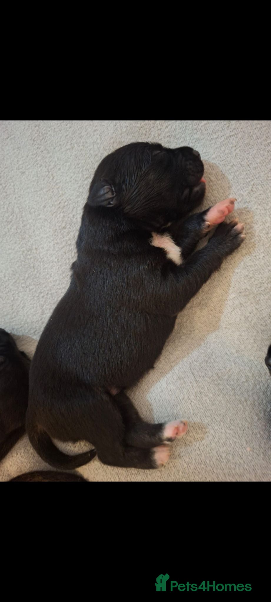 Staffordshire Bull Terrier dogs Beautiful Staffordshire bull terrier pups ❤️🐶 - Advert 2