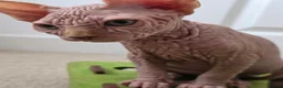 Sphynx cats for sale: 😍✨ LAST ONE! Exceptional Wrinkly Sphynx Boy ✨ in Peterborough - Advert 3