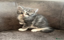 Mixed Breed cats for sale: Mixed breed kittens  - Image 2
