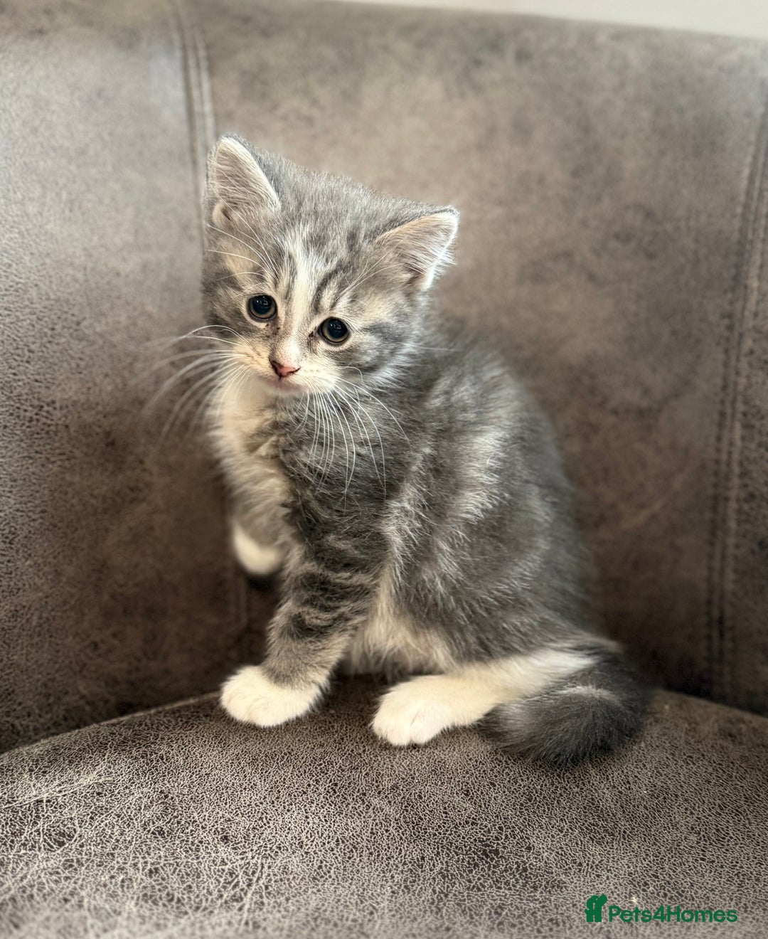 Mixed Breed cats for sale: Mixed breed kittens  - Image 2