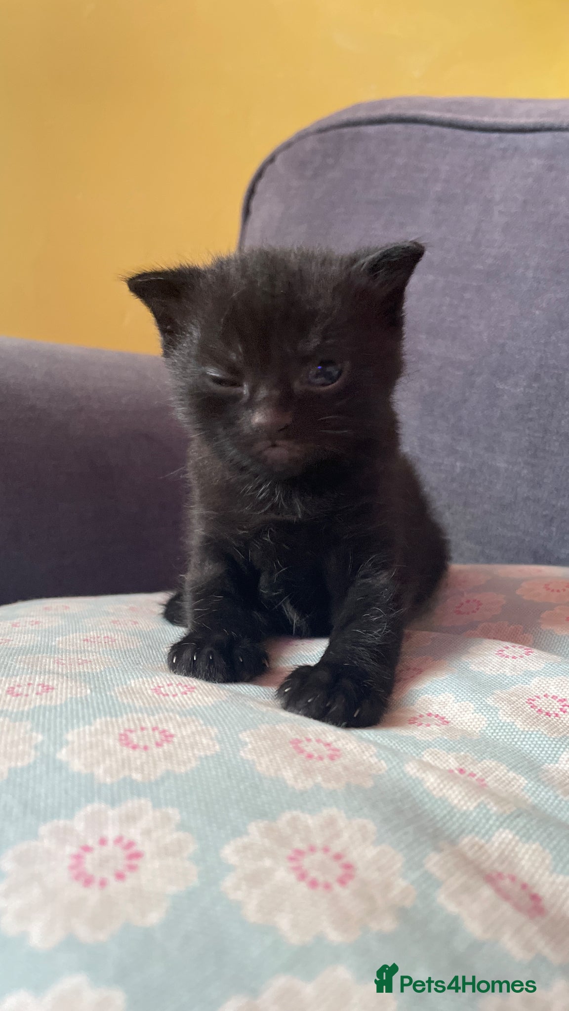 Mixed Breed cats for sale: Scottish mixed kittens  in Goole - Advert 4