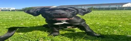 Cane Corso dogs for sale: Cane Corso Puppy - Advert 3