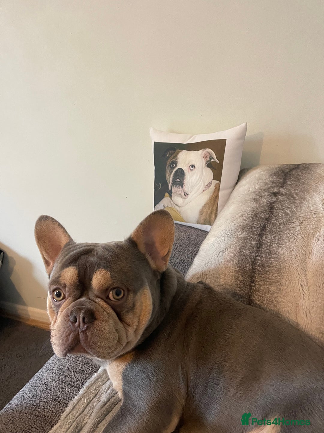 French Bulldog dogs for sale: French bulldog, male , Dexter - Advert 5