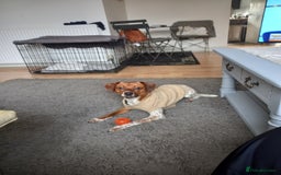 Mixed Breed dogs for sale: Jack Russell Cross - Advert 1