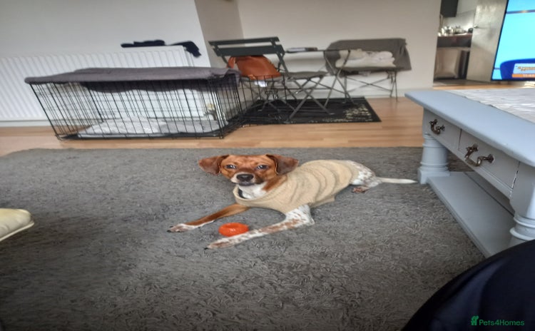 Mixed Breed dogs Jack Russell Cross - Advert 3