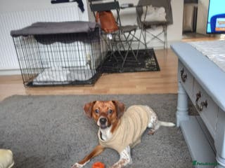 Mixed Breed dogs Jack Russell Cross - Advert 12