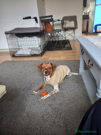 Mixed Breed dogs Jack Russell Cross - Advert 3