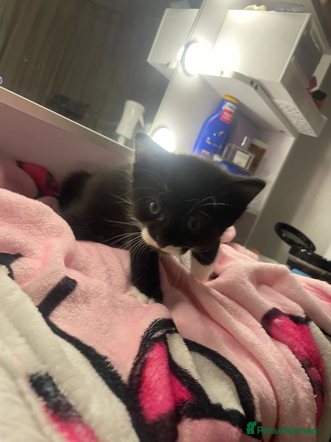 Domestic Shorthair cats for sale: Kitten - Advert 2