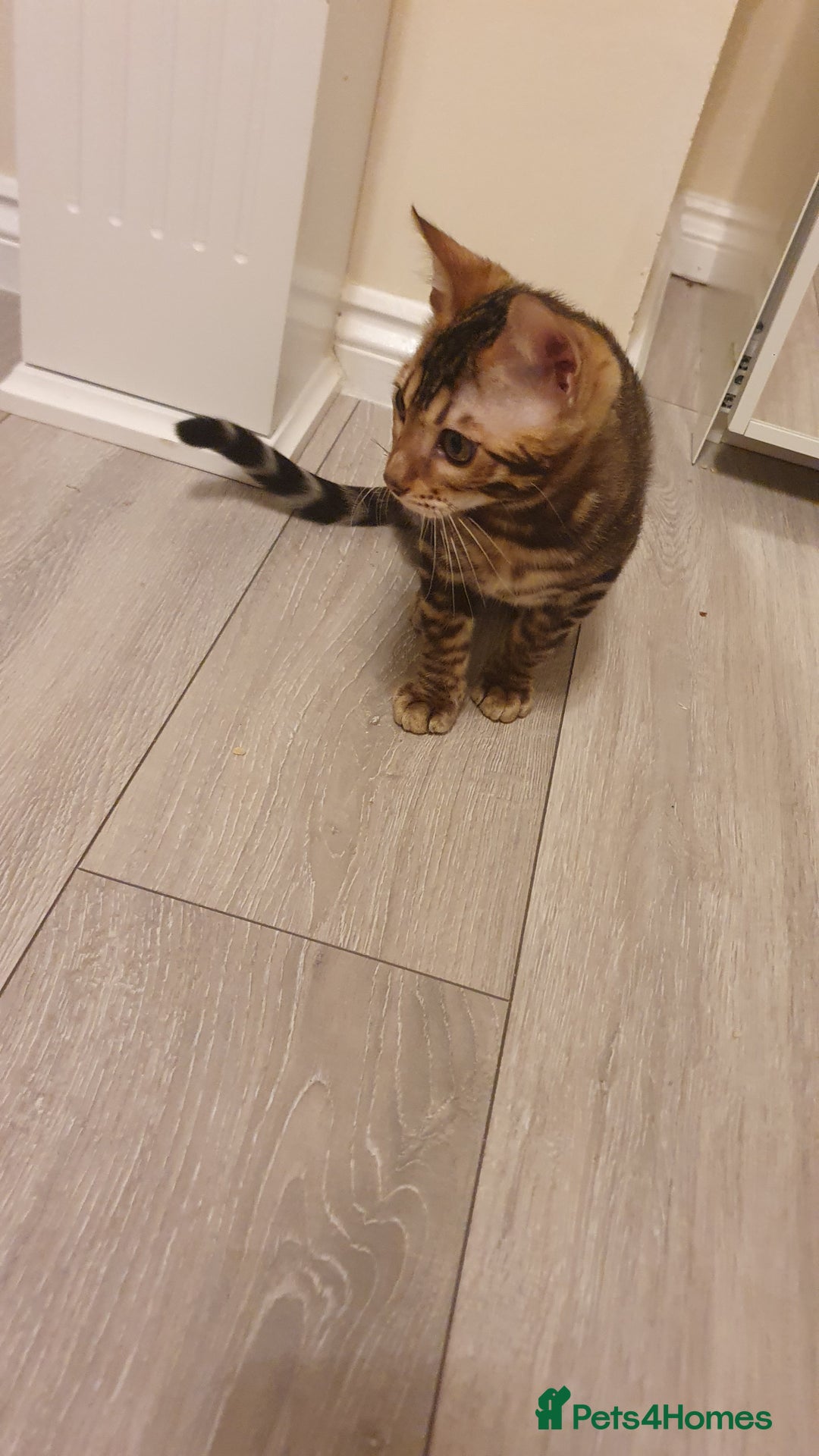 Bengal cats for sale: Beautiful Bengal kittens - Advert 4