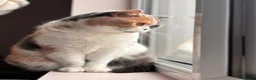 British Shorthair cats for sale: Peach  - Advert 4