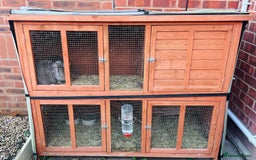 Mini Lop rabbits for sale: Two Beautiful Mini Lop Rabbits  - Advert 4