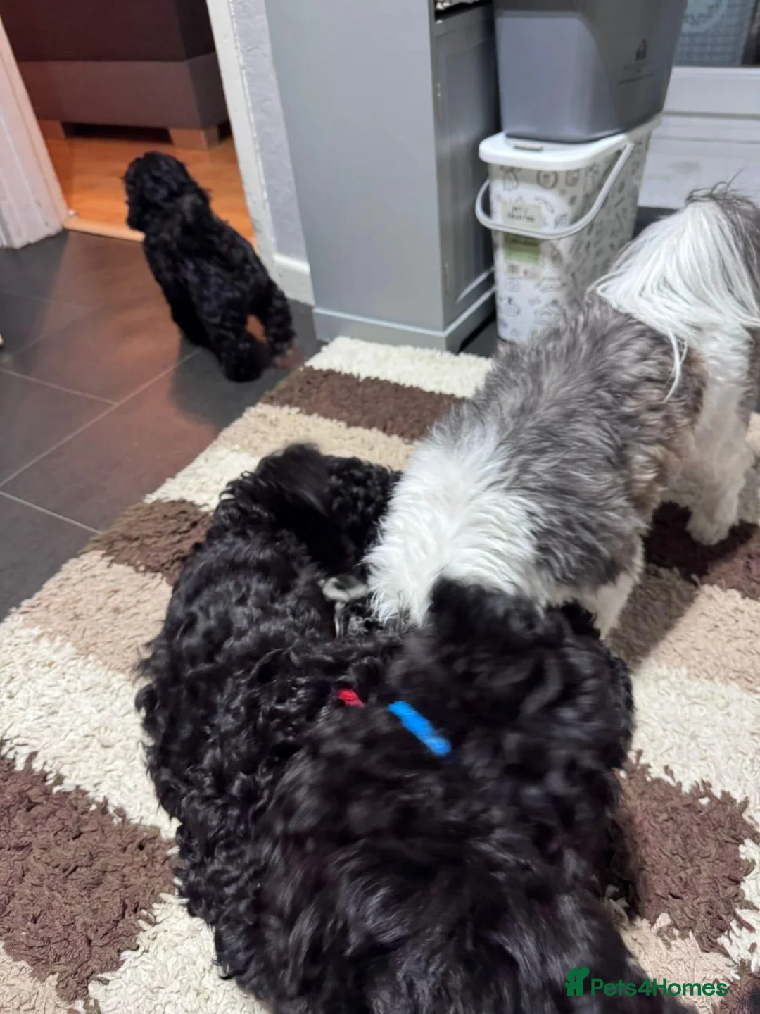 Shihpoo dogs for sale: Shihpoo puppies  in Manchester - Advert 2
