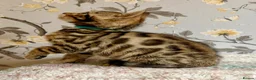 Bengal cats for sale: *READY NOW* Bengal Kittens - Advert 17