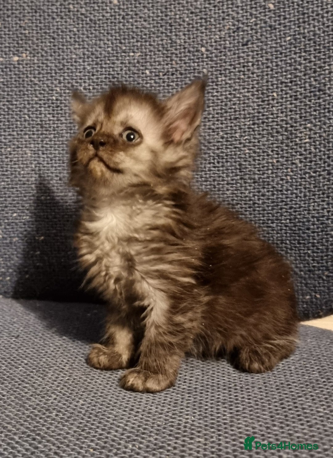 Maine Coon cats for sale: Pedigree GCCF registered Maine Coon Kittens  - Advert 18
