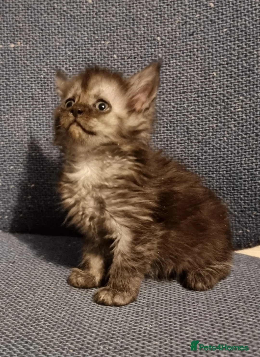Maine Coon cats for sale: Pedigree GCCF registered Maine Coon Kittens  - Advert 18
