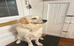 Golden Retriever dogs for sale: Golden retriever 17 month old - Image 9