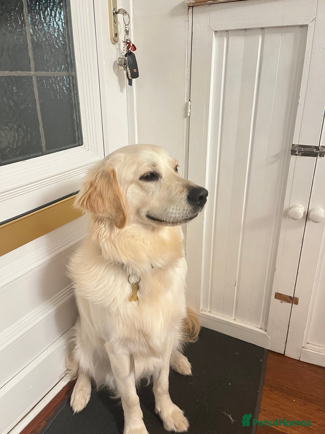 Golden Retriever dogs for sale: Golden retriever 17 month old - Image 9