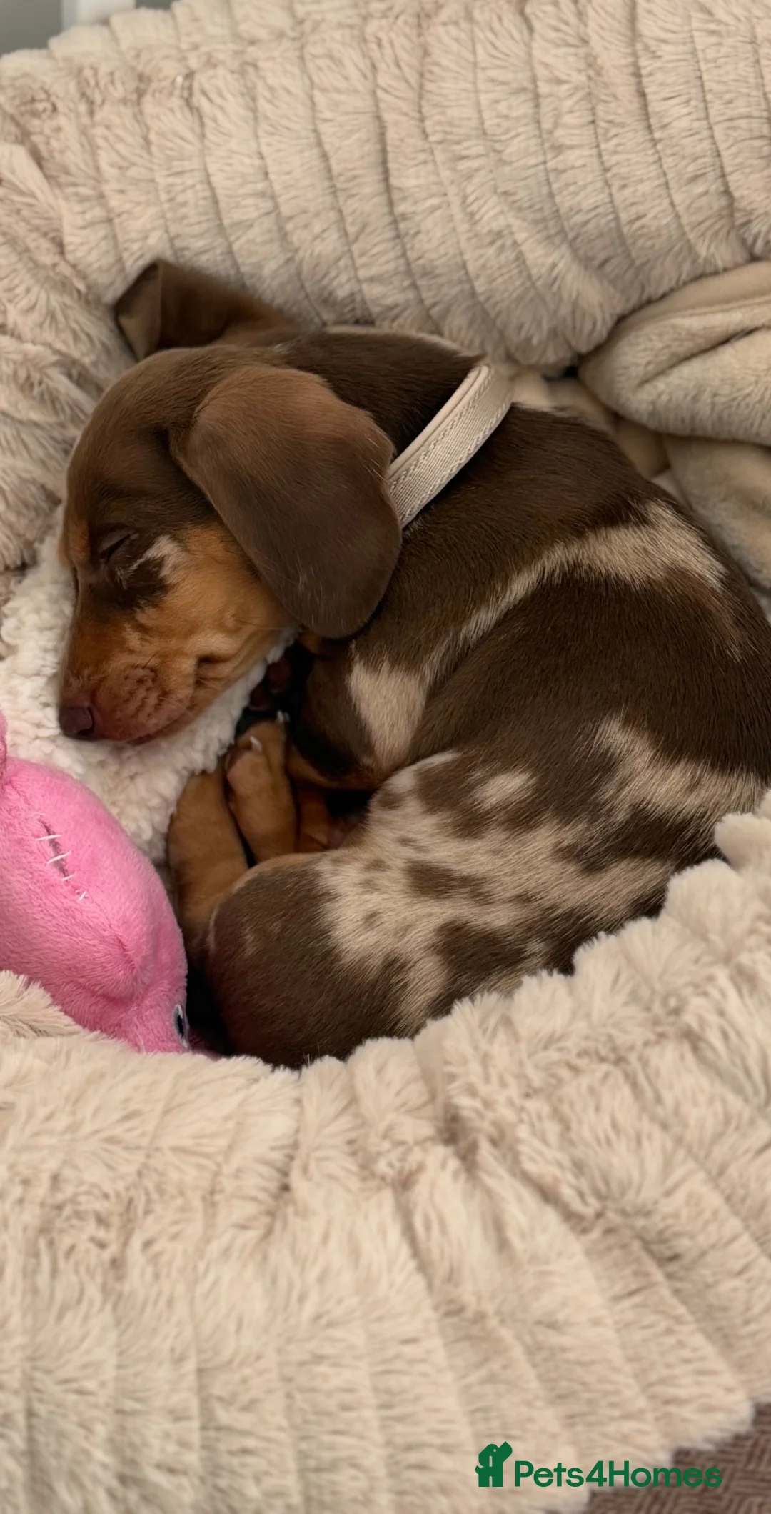 Miniature Dachshund dogs for sale: Beautiful dapple girl🤍 - Advert 2