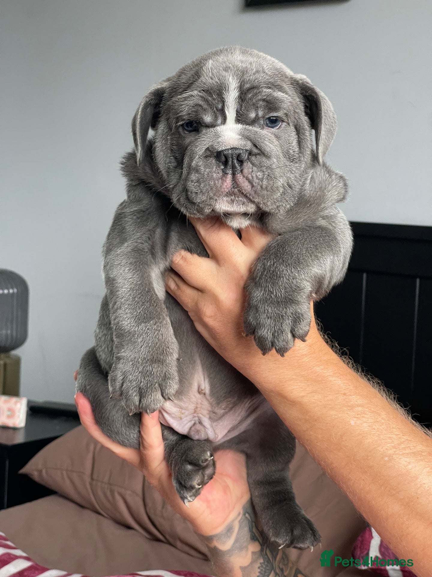 English Bulldog dogs 1 blue English Bulldog ready in 2 weeks 🥰🐶 - Advert 2