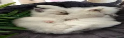 Ragdoll cats for sale: HIGH QUALITY FLUFFY BOY RAGDOLL in Pontypridd - Advert 11