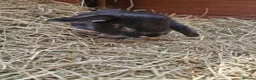 Mini Lop rabbits for sale: **mini lops ready now ** - Advert 9