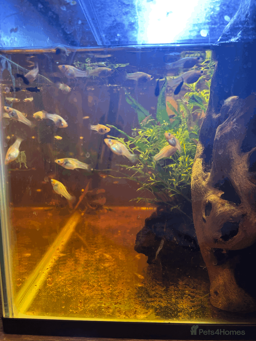 Mollies fish for sale: 🌟Mollies for sale🌟 £2 OR 6 FOR £10! - Image 4