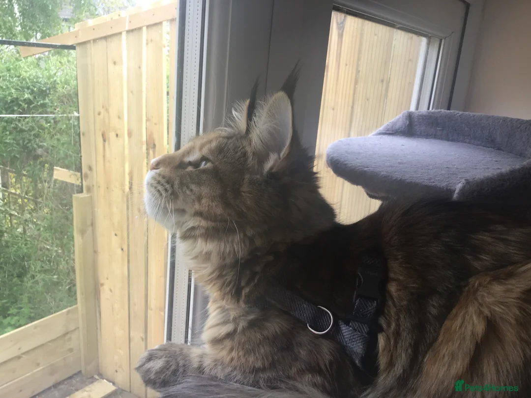 Maine Coon cats for sale: Beautiful pure Maine Coon girl in Stroud - Advert 3