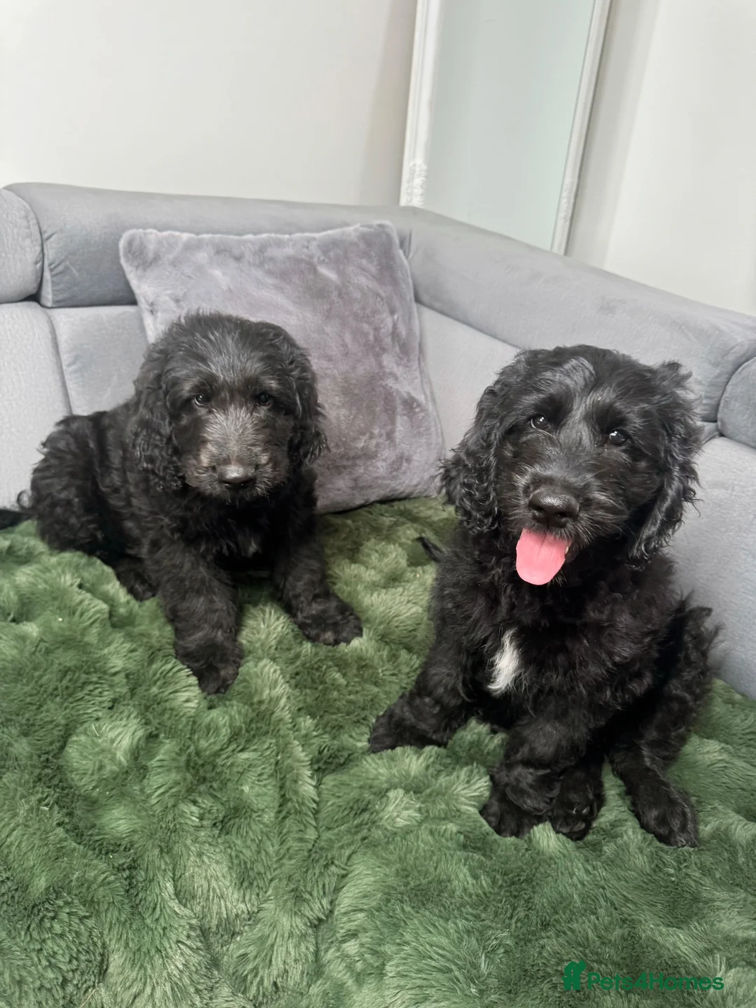 Goldendoodle dogs for sale: Ready to go F1 Standard Goldendoodle Puppies  - Advert 2