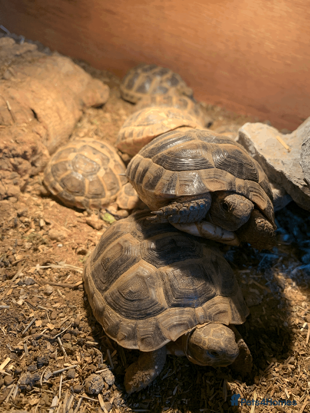 Tortoise reptiles for sale: Mediterranean Spur-thigh Hatchlings - Advert 8