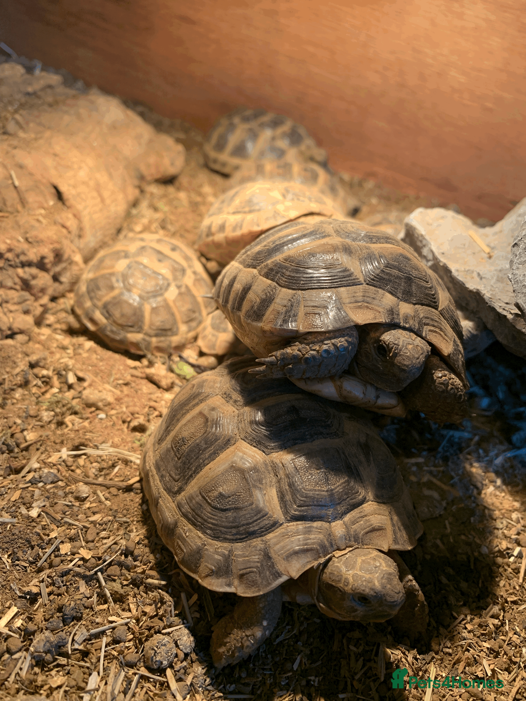 Tortoise reptiles for sale: Mediterranean Spur-thigh Hatchlings - Advert 8