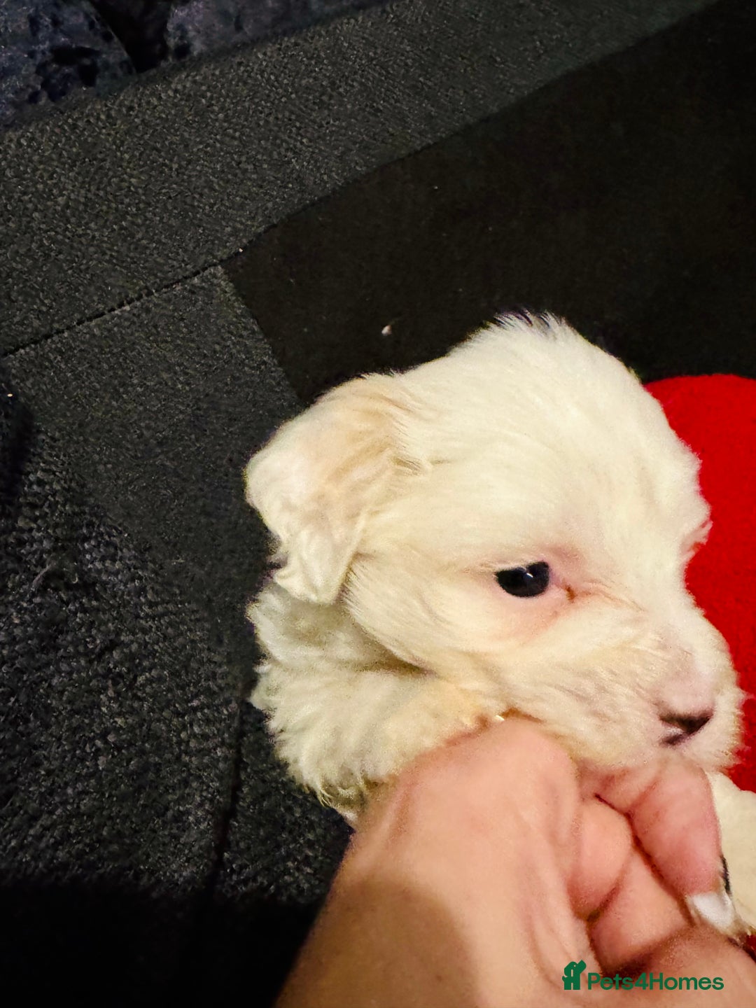 Bichon Frise dogs for sale: Bichon Frise - Advert 4