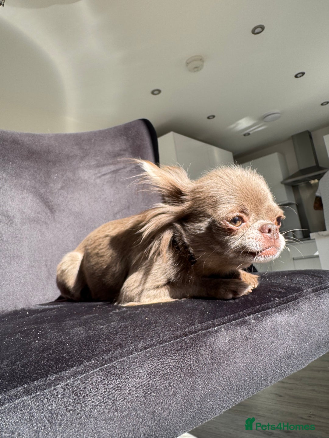 Chihuahua dogs for sale: Long haired lilac chihuahua girl - Image 1