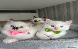 Ragdoll cats for sale: Registered Ragdoll kittens LAST GIRL HCM/PKD clear - Image 38