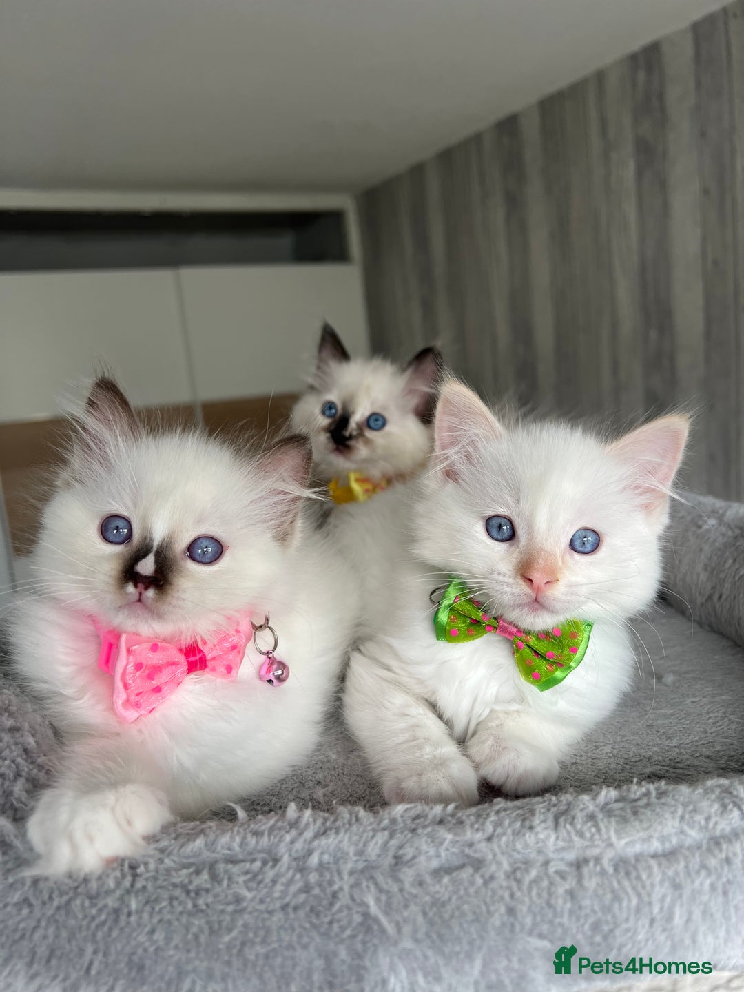 Ragdoll cats for sale: Registered Ragdoll kittens LAST GIRL HCM/PKD clear - Image 38