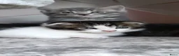 Scottish Fold cats for sale: 🥰Scottish fold kittens🐾💞🏡😍 - Advert 5
