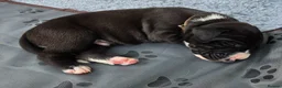 Great Dane dogs for sale: Southern Frontier Litter in Newport - Advert 12