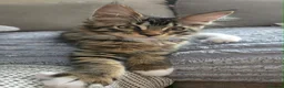 Maine Coon cats for sale: 3 TICA registered Maine Coon kittens. - Advert 11