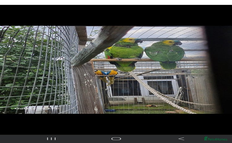 Parrots birds - Advert 2