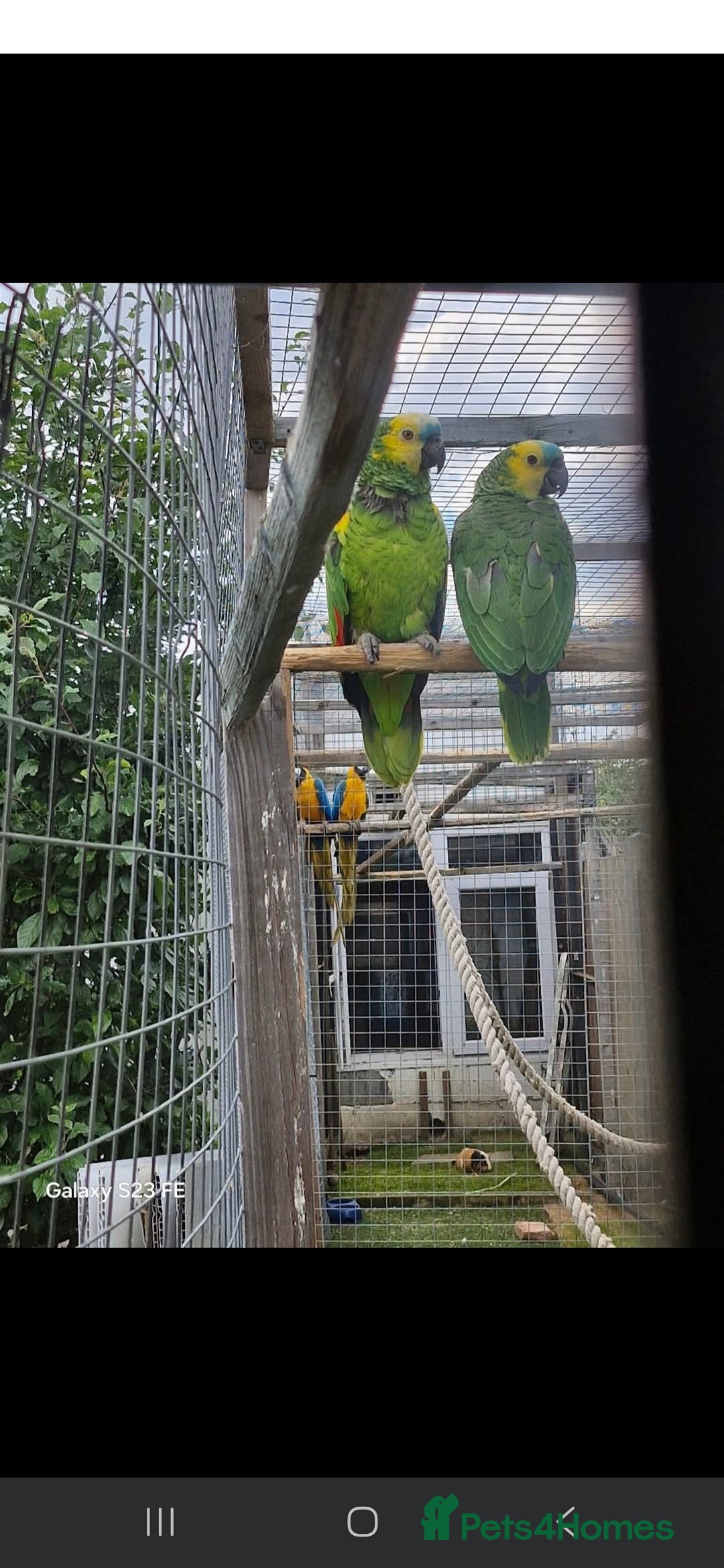 Parrots birds for sale: Blue fronted amazon bonded breeding pair - Image 1