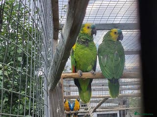 Parrots birds Blue fronted amazon bonded breeding pair - Advert 12