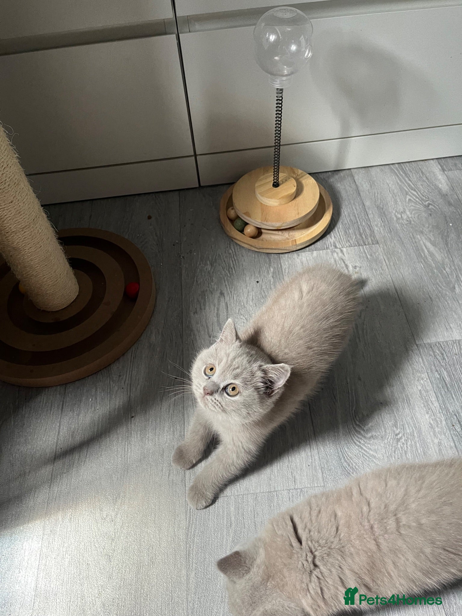 British Shorthair cats ❤️💙💗British Shorthair 1 Gilr Lilac  - Advert 1