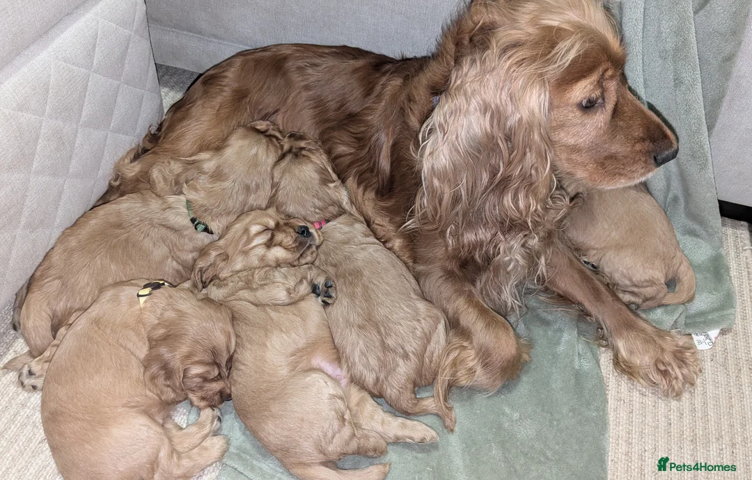 Cocker Spaniel dogs for sale: Golden show cocker spainels pups in Haywards Heath - Advert 26