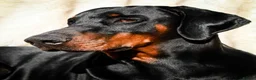Dobermann dogs for stud: Doberman Stud in Alford - Advert 1