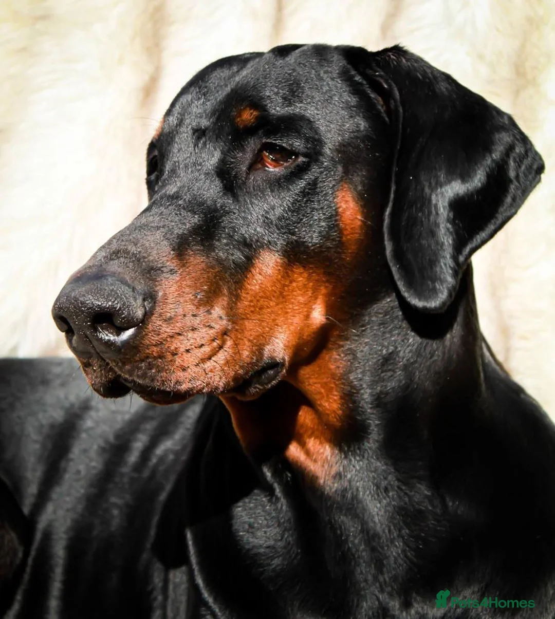 Dobermann dogs for stud: Doberman Stud in Alford - Advert 1