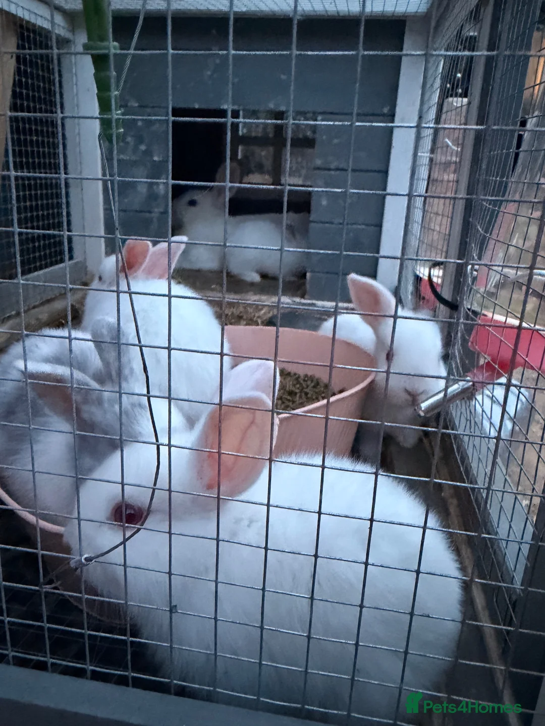 Belgian Hares rabbits for sale: Rabbit  - Advert 2