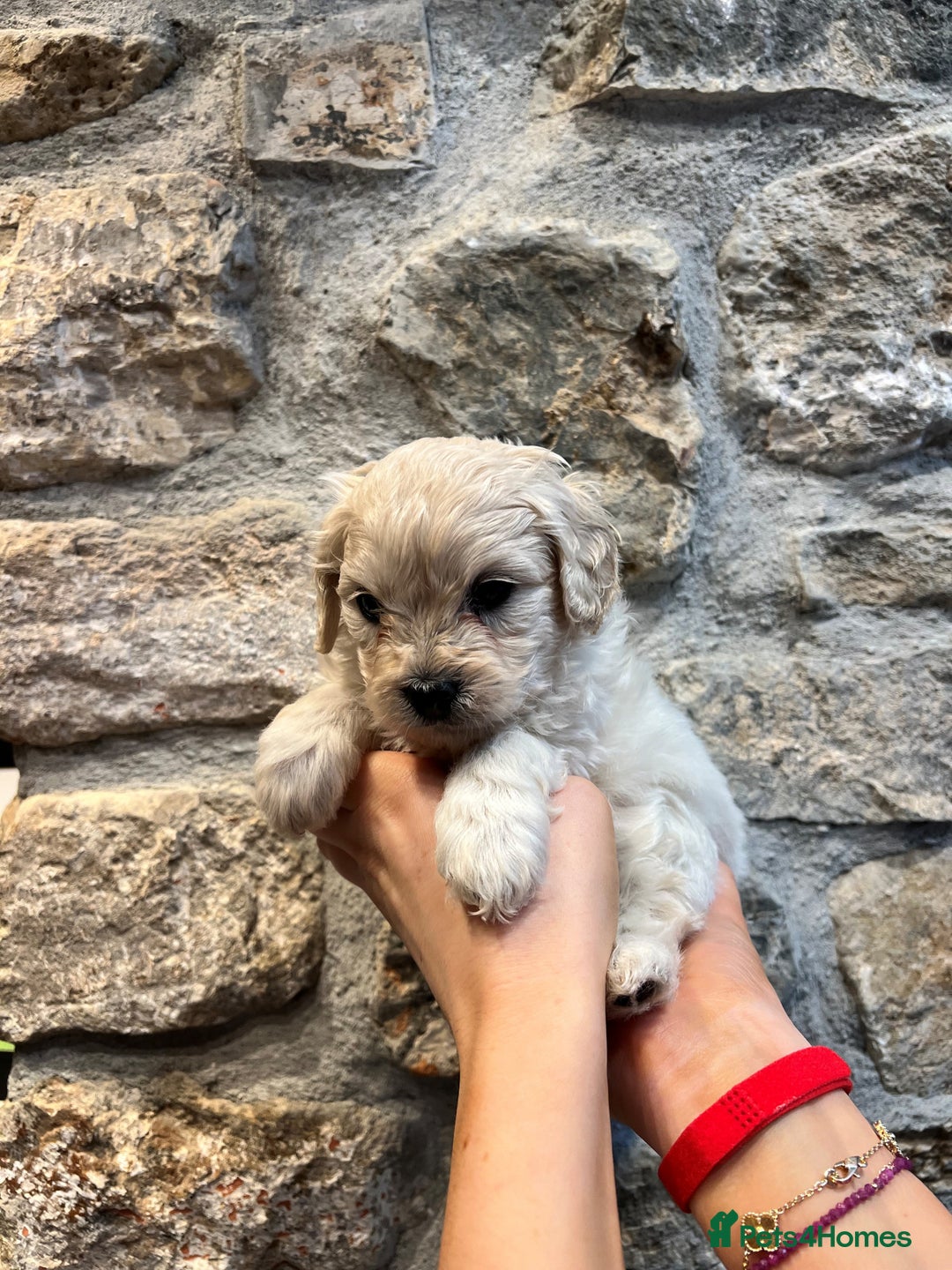 Cavapoochon dogs for sale: All sold now  - Advert 27