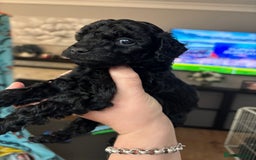 Cockapoo dogs for sale: F2 cockapoo puppies - Image 8