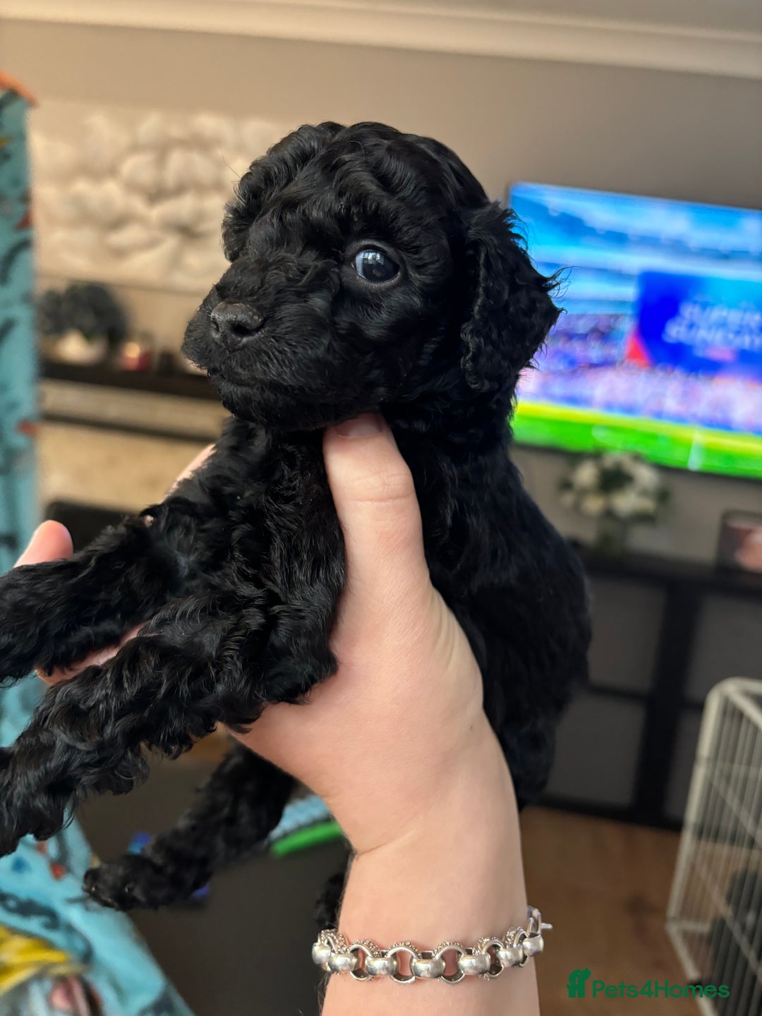 Cockapoo dogs for sale: F2 cockapoo puppies - Image 8